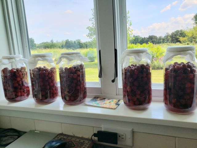cherries fermenting